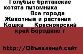 Голубые британские котята питомника Silvery Snow. - Все города Животные и растения » Кошки   . Красноярский край,Бородино г.